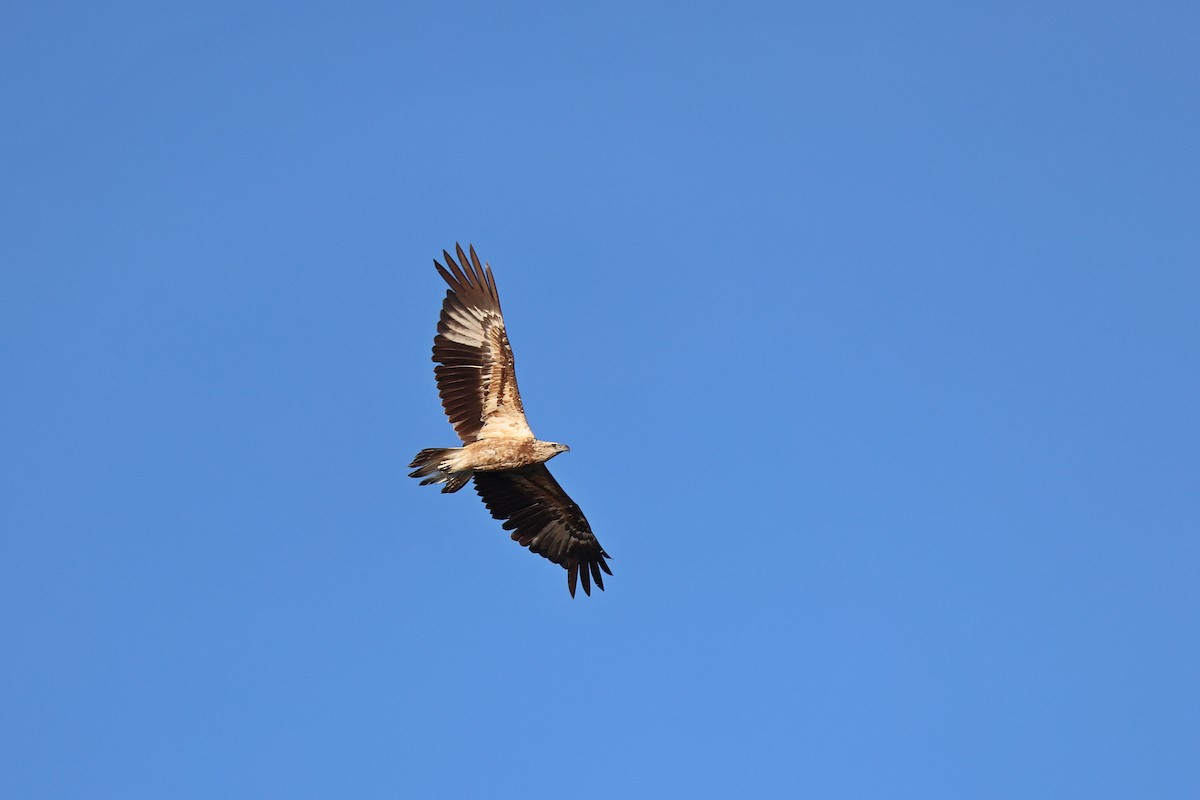 White-bellied Sea-Eagle - ML642090901