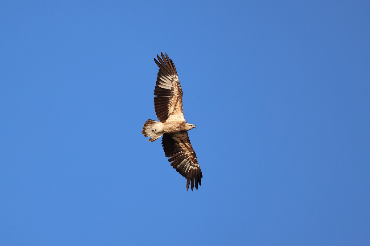 White-bellied Sea-Eagle - ML642090902