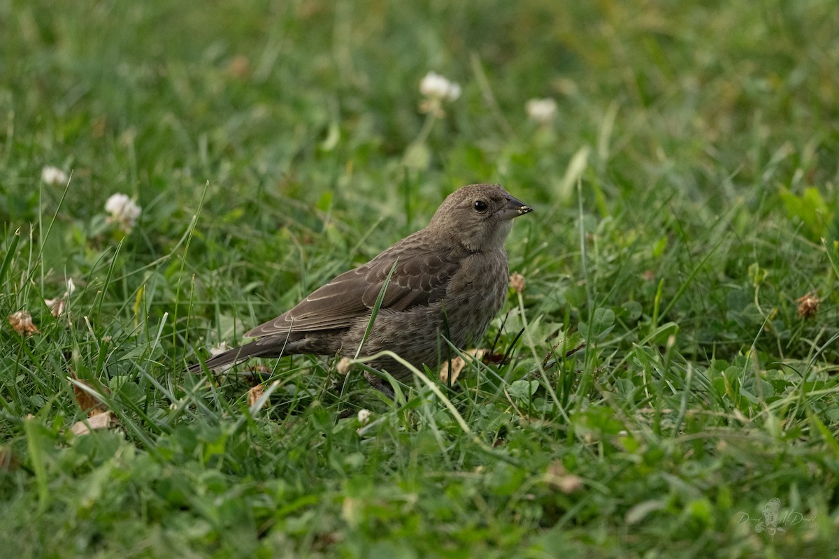 brunhodetrupial - ML642090917