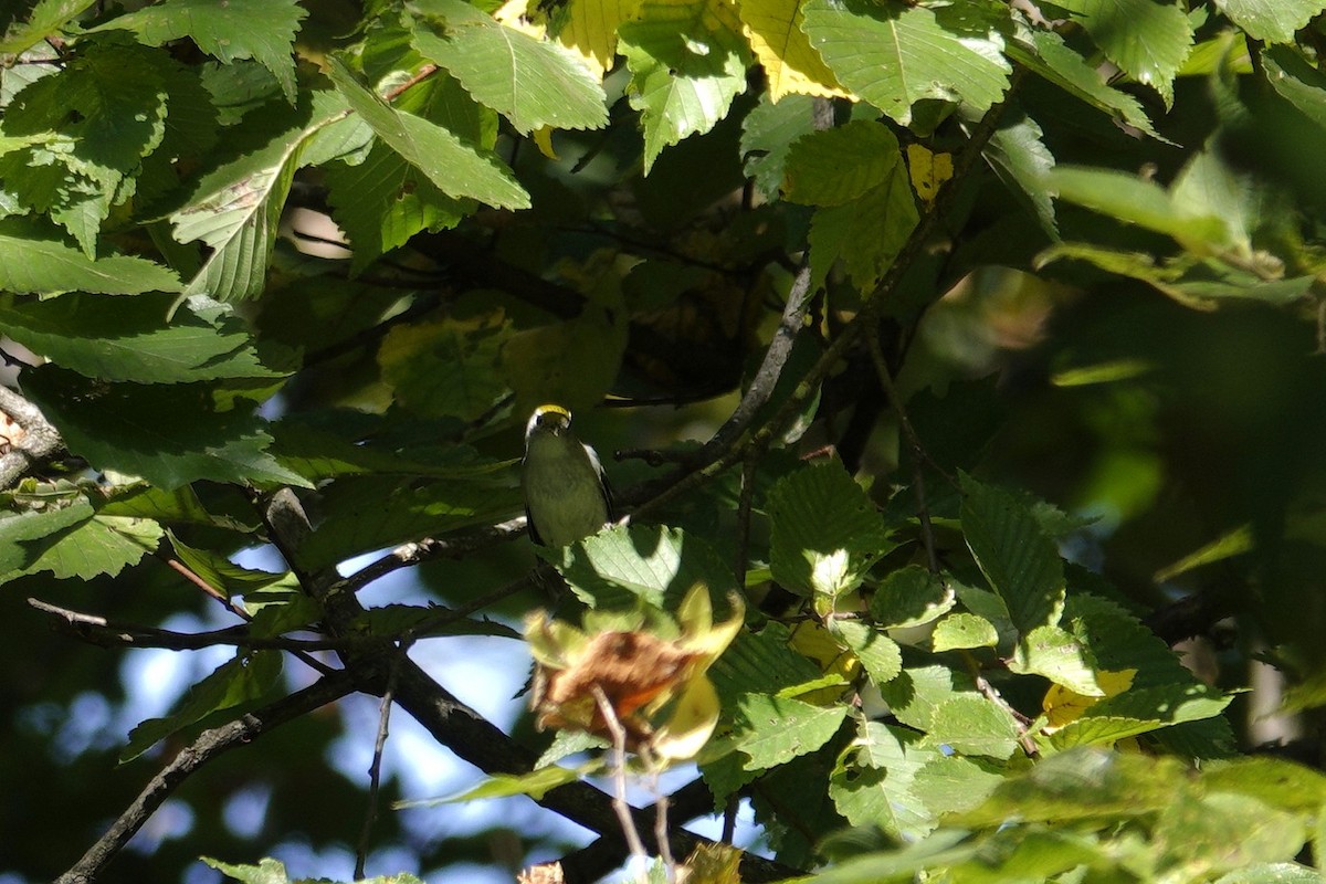 Chestnut-sided Warbler - ML642090934