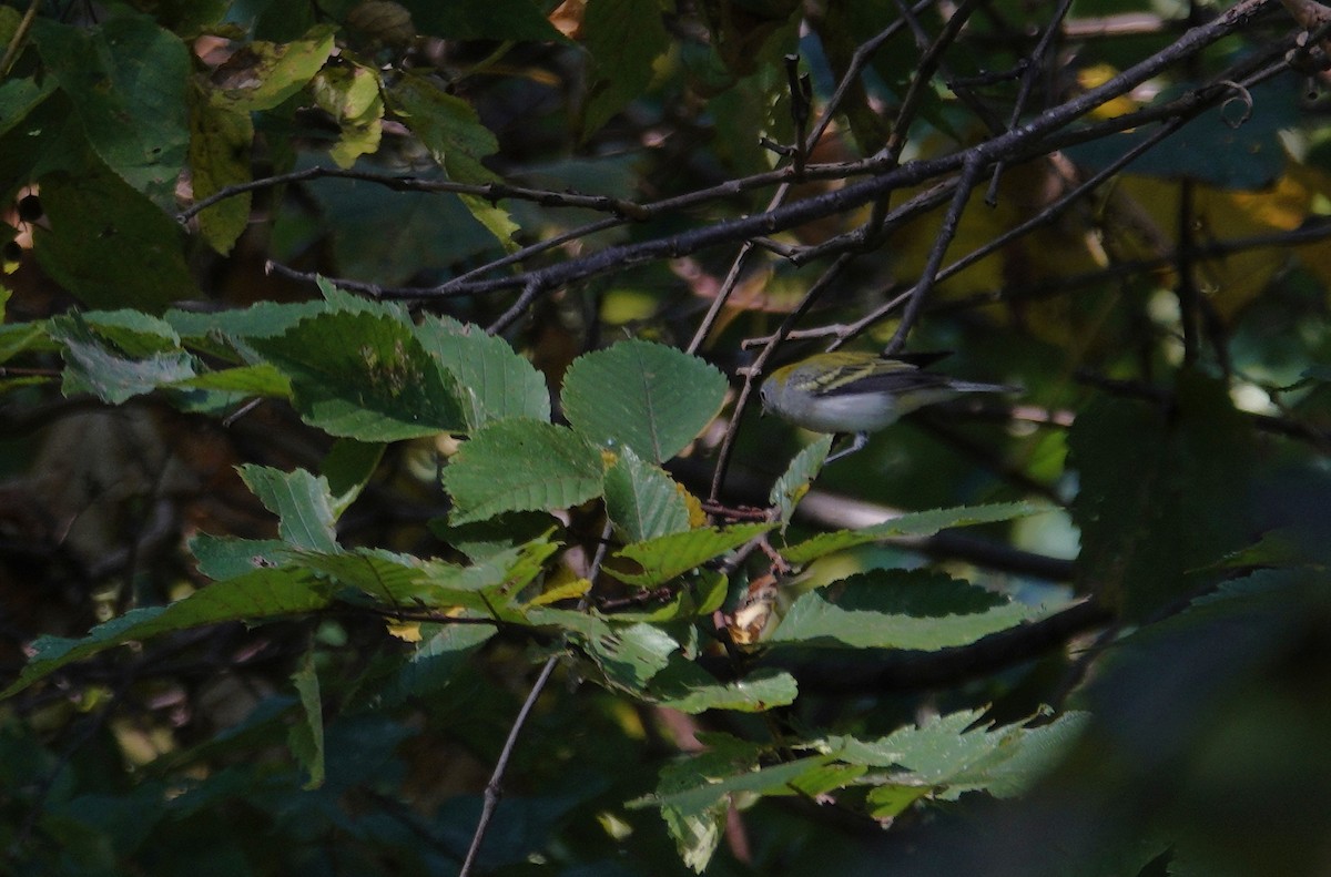 Chestnut-sided Warbler - ML642090935