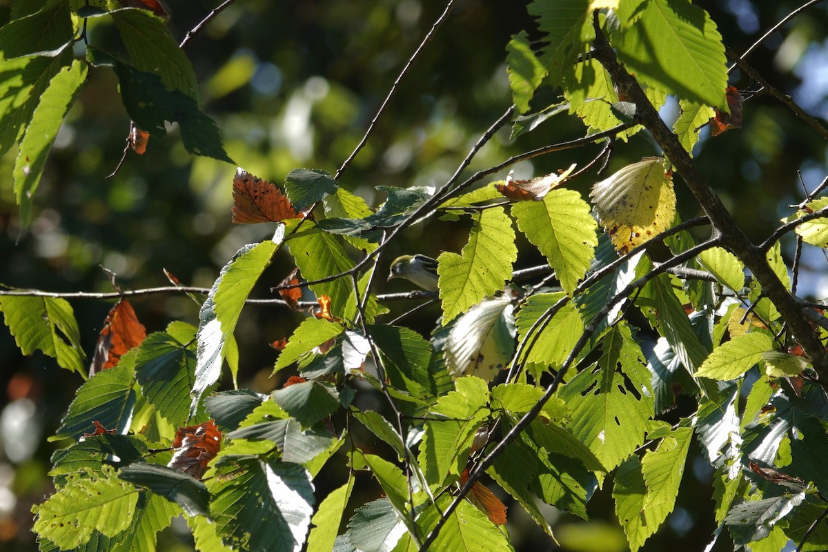 Chestnut-sided Warbler - ML642090937