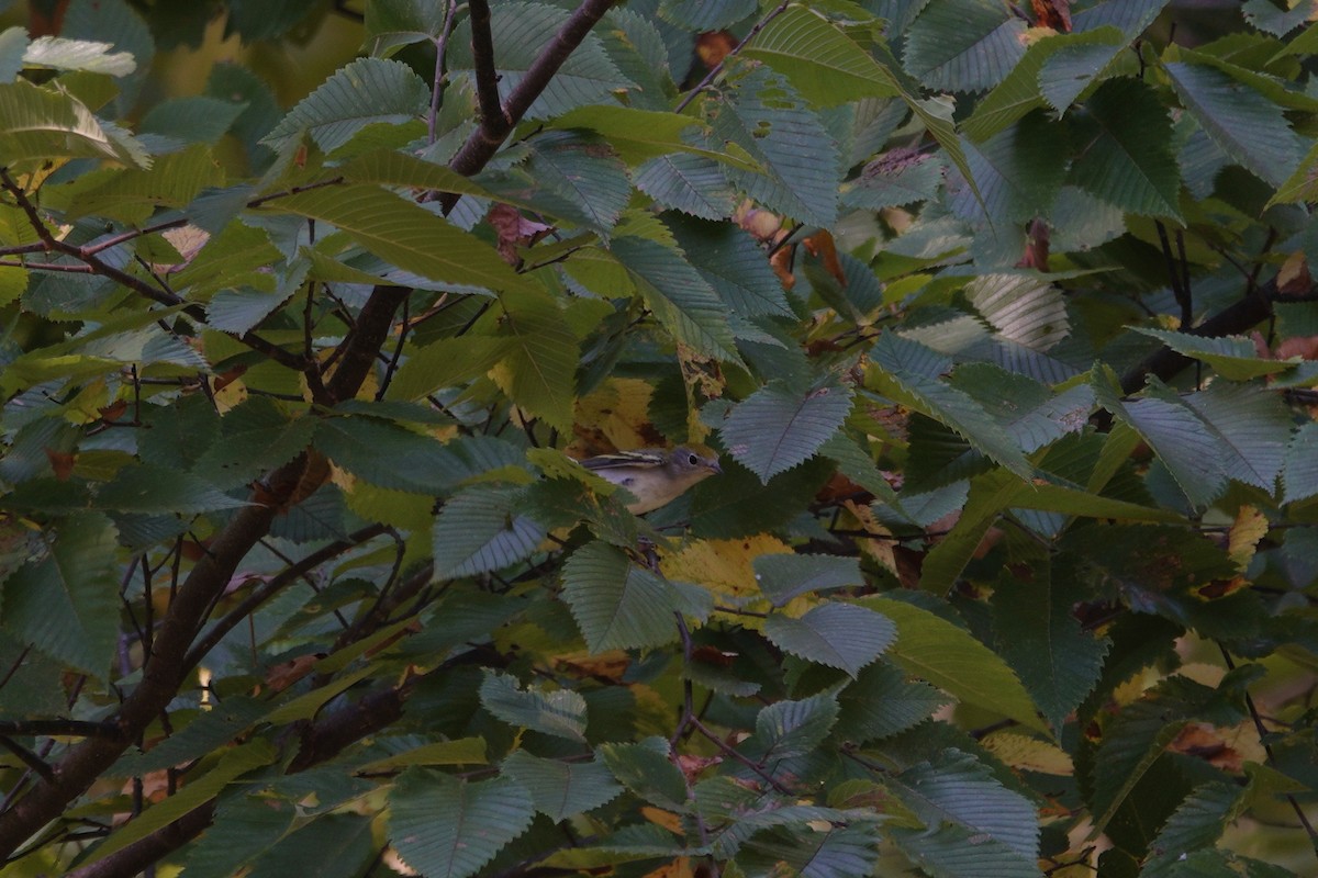 Chestnut-sided Warbler - ML642090938