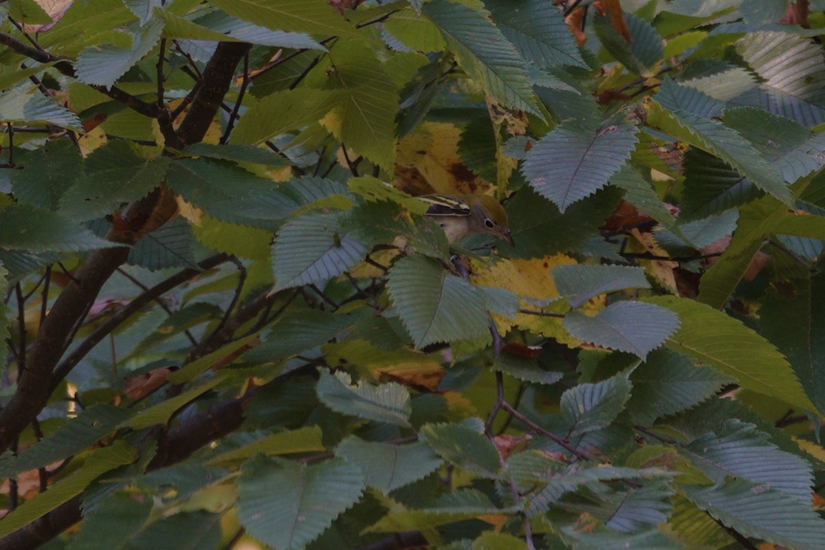 Chestnut-sided Warbler - ML642090939