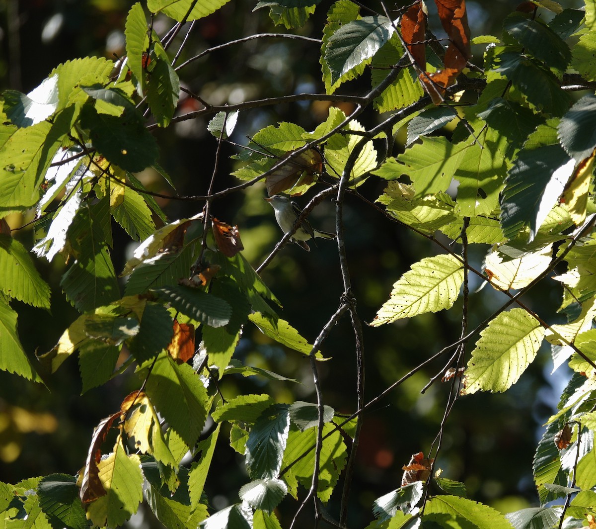 Chestnut-sided Warbler - ML642090940