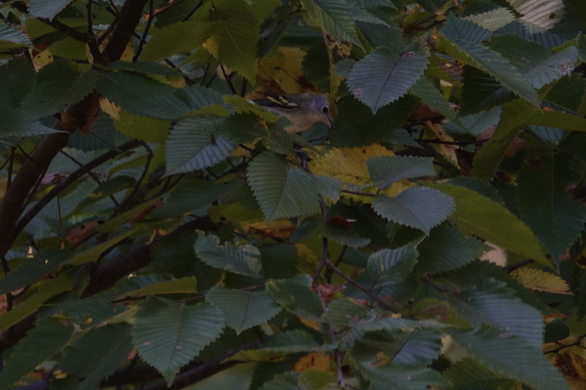 Chestnut-sided Warbler - ML642090941