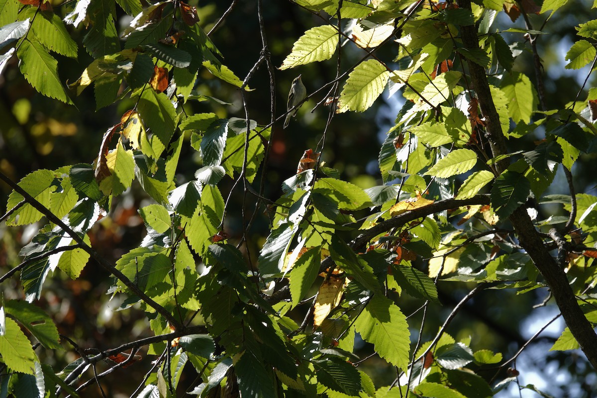 Chestnut-sided Warbler - ML642090942