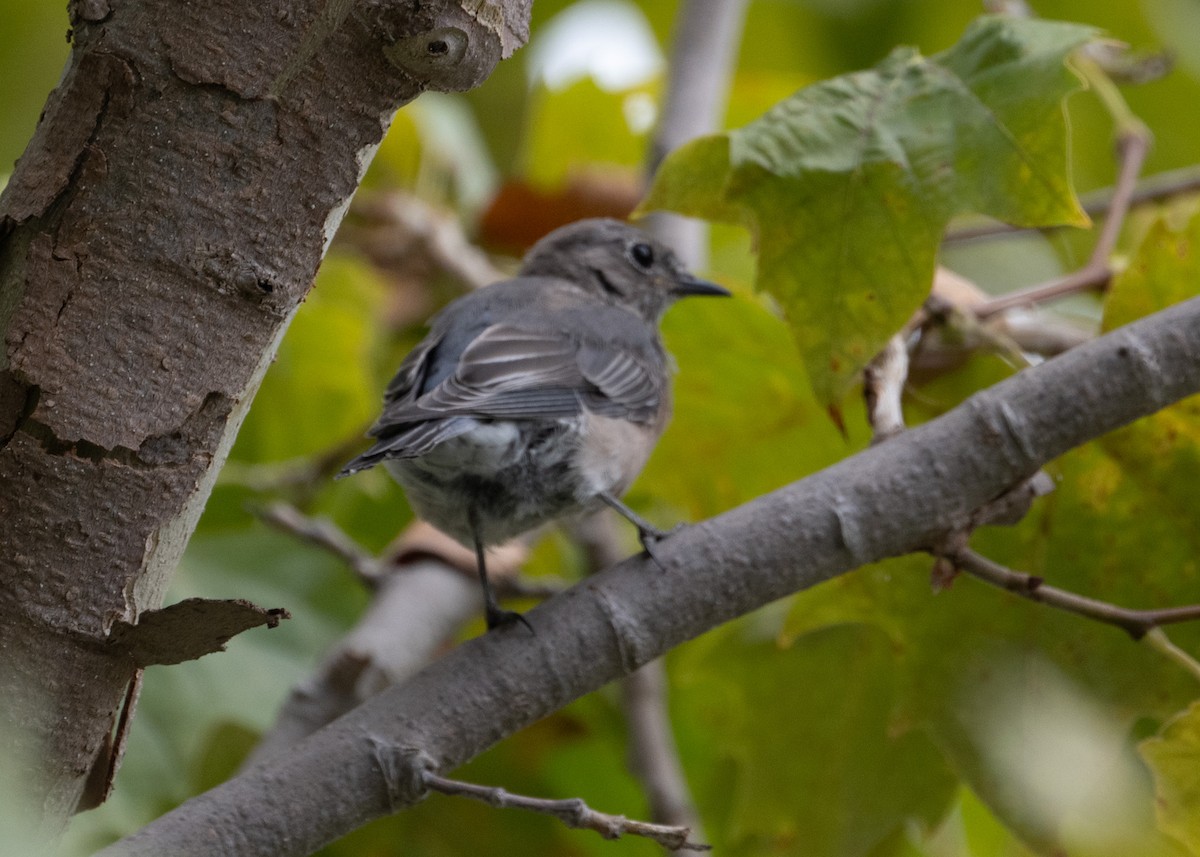 Western Bluebird - ML642090946