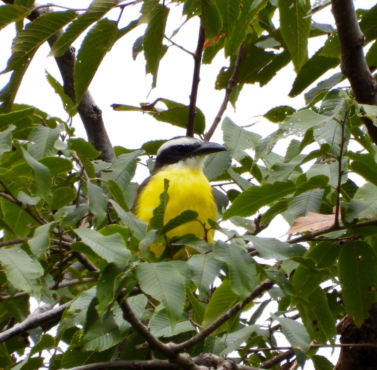 Boat-billed Flycatcher - ML642090948