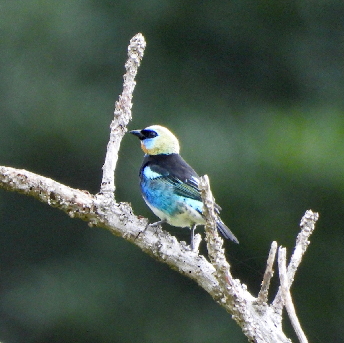 Golden-hooded Tanager - ML642090949