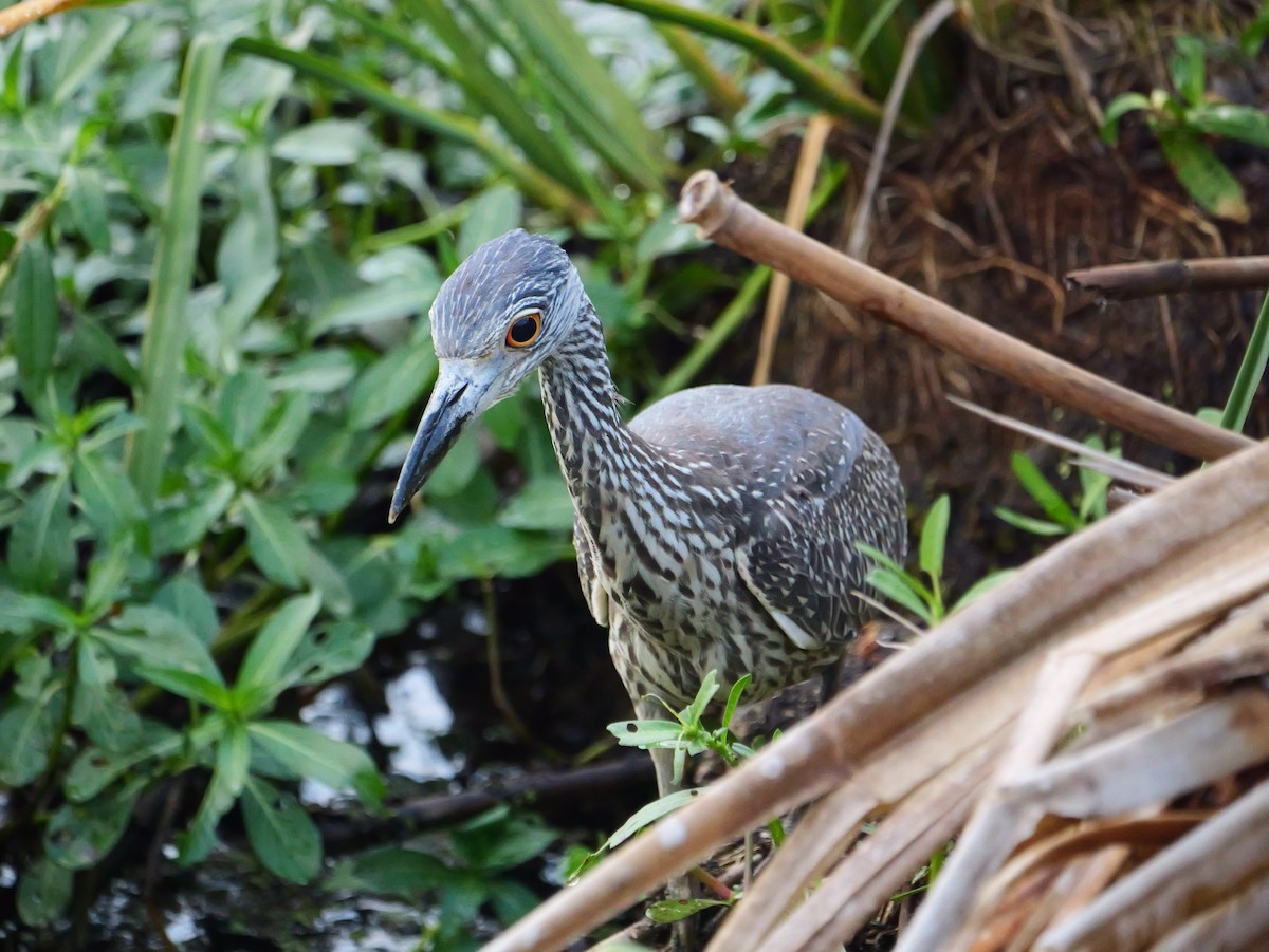 Yellow-crowned Night Heron - ML642090950