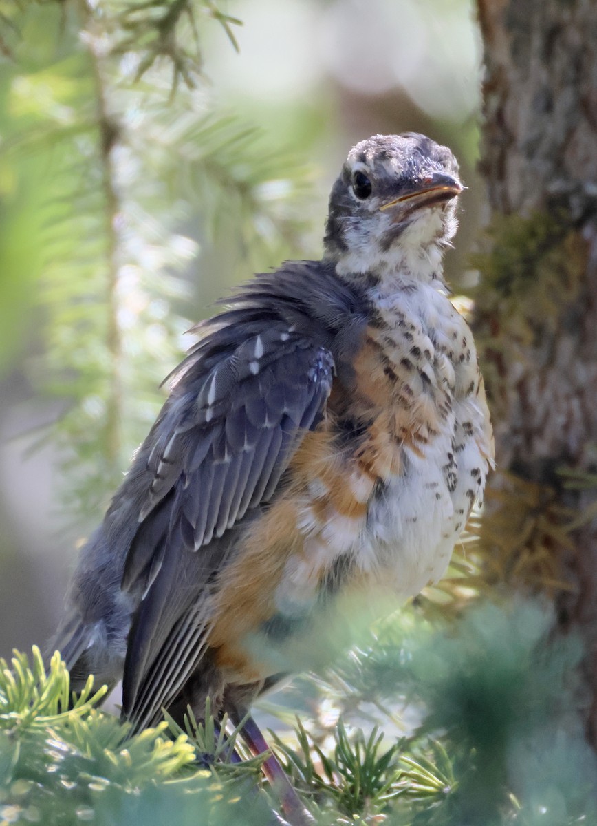 American Robin - ML642090951