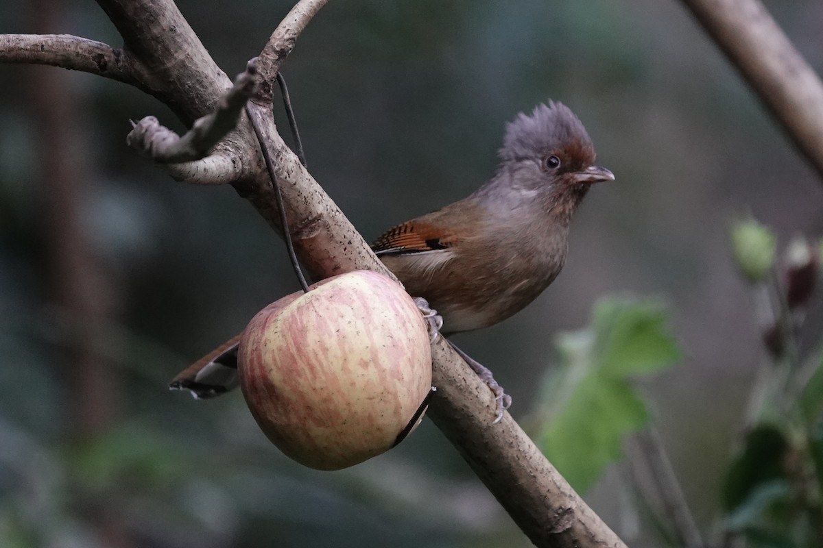 Rusty-fronted Barwing - ML642090952