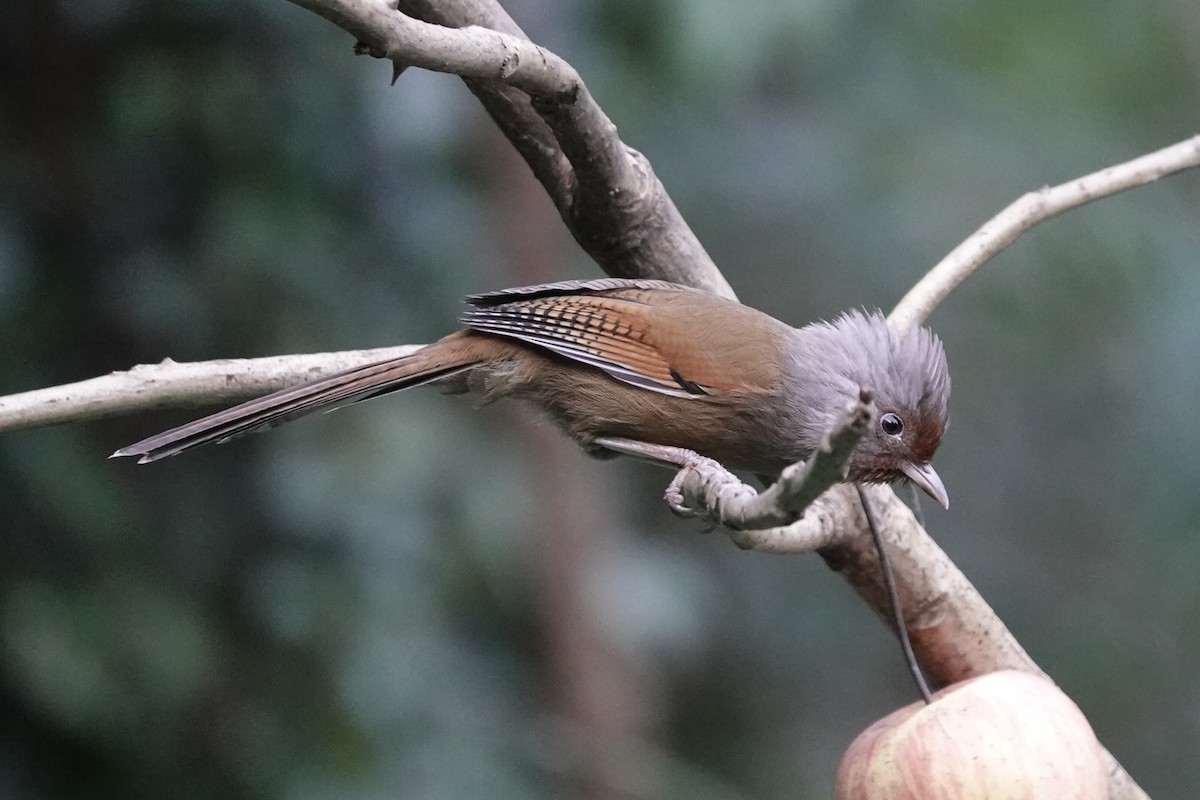 Rusty-fronted Barwing - ML642090953