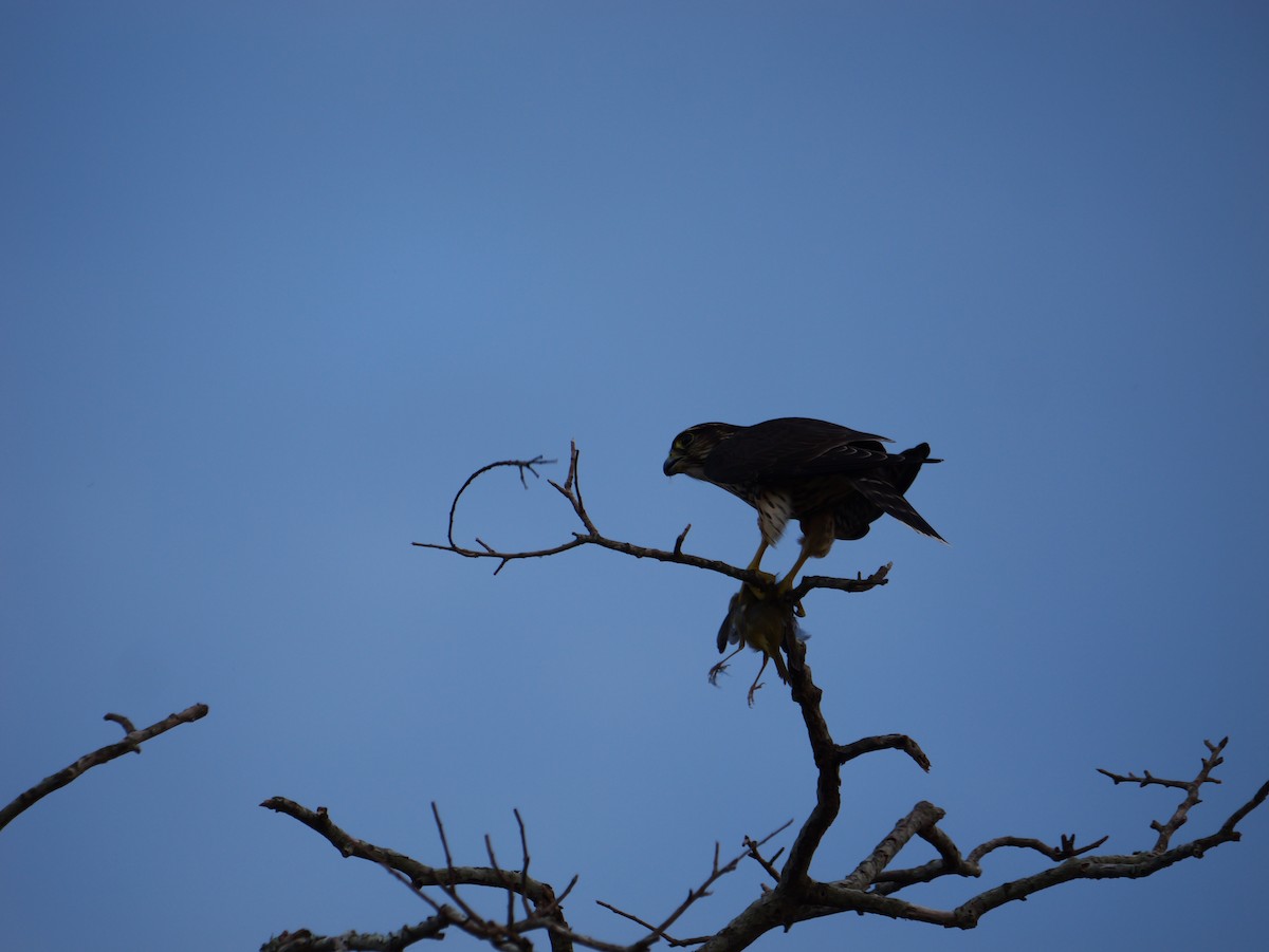 Merlin - ML642090956