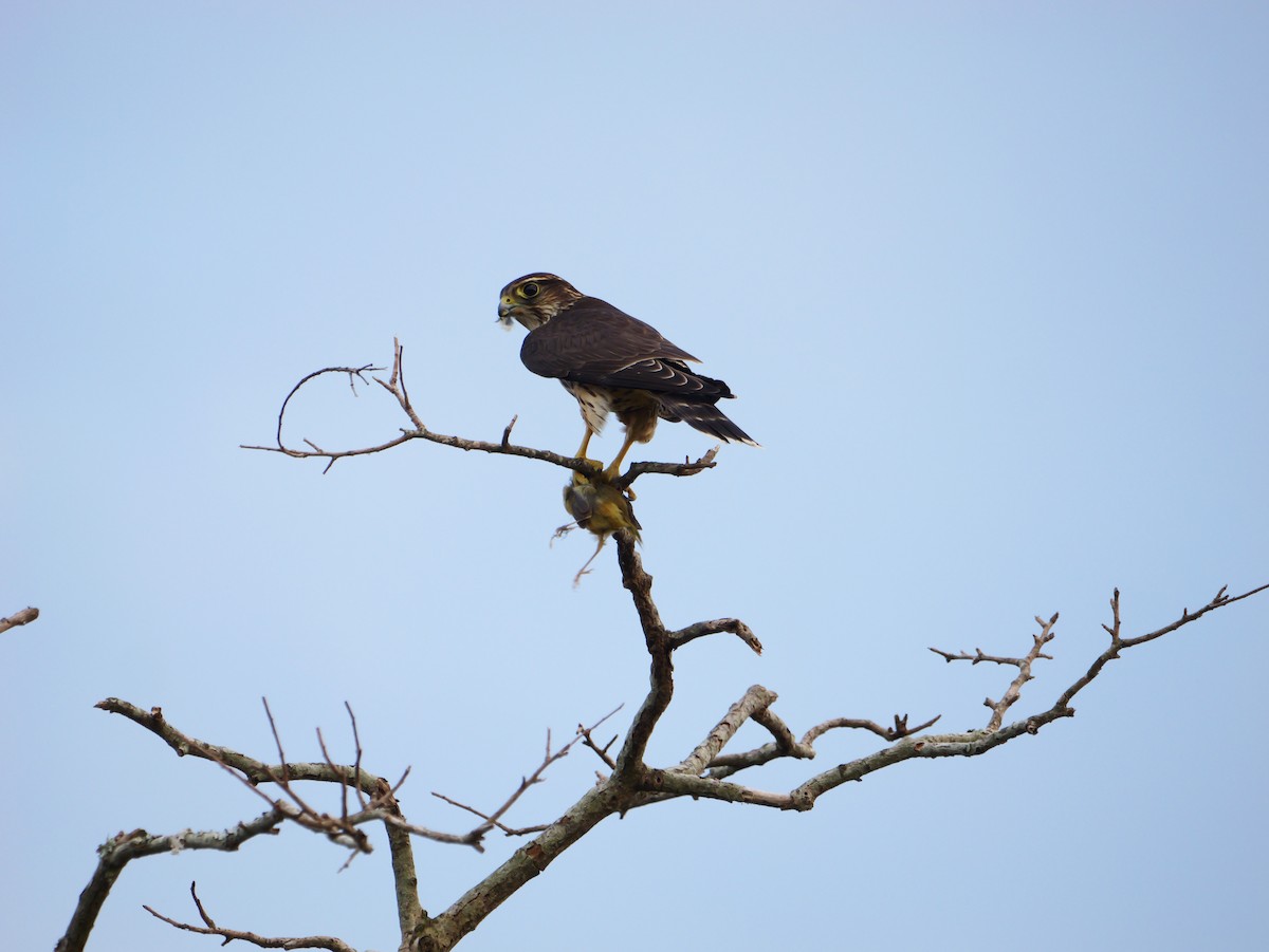 Merlin - ML642090957