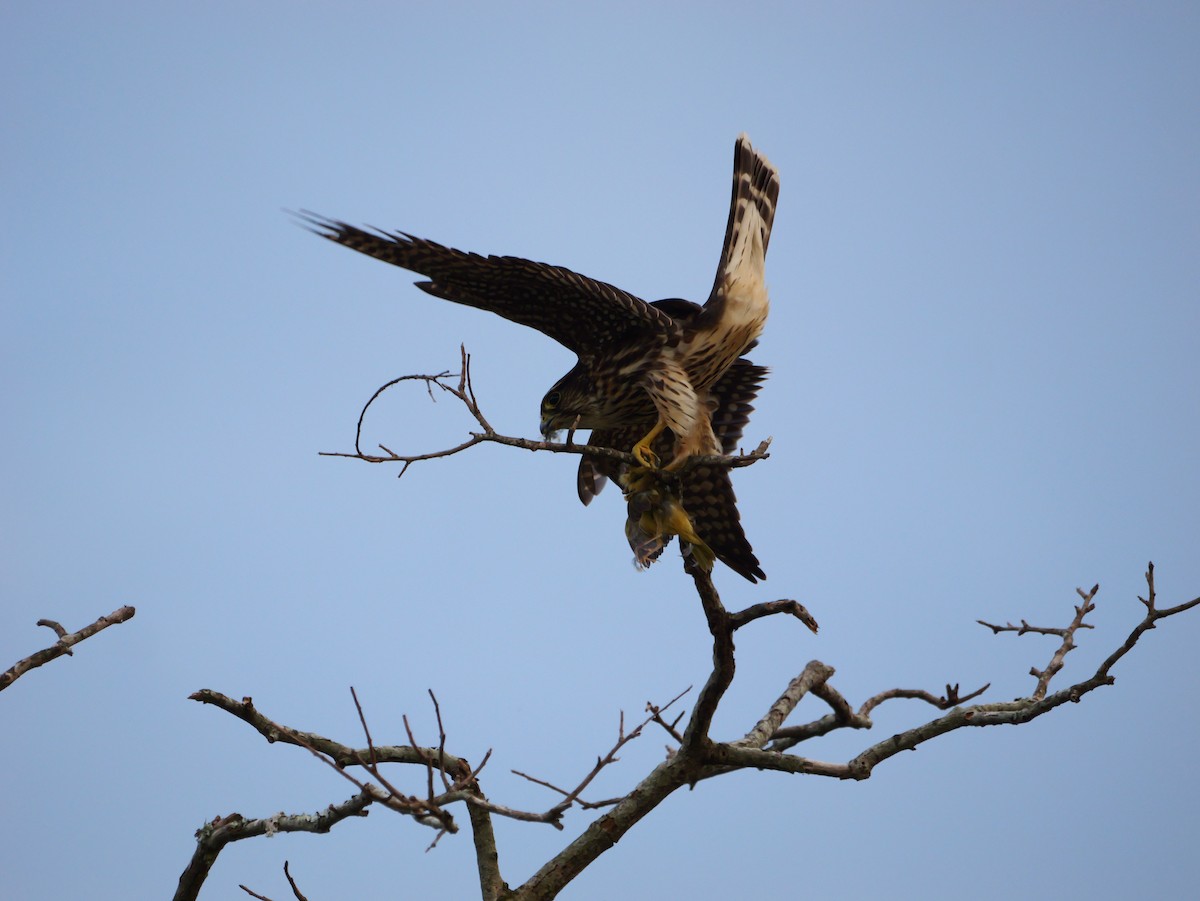 Merlin - ML642090958