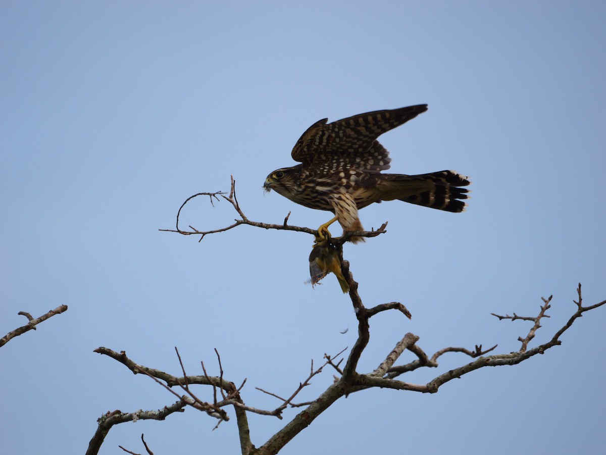 Merlin - ML642090959