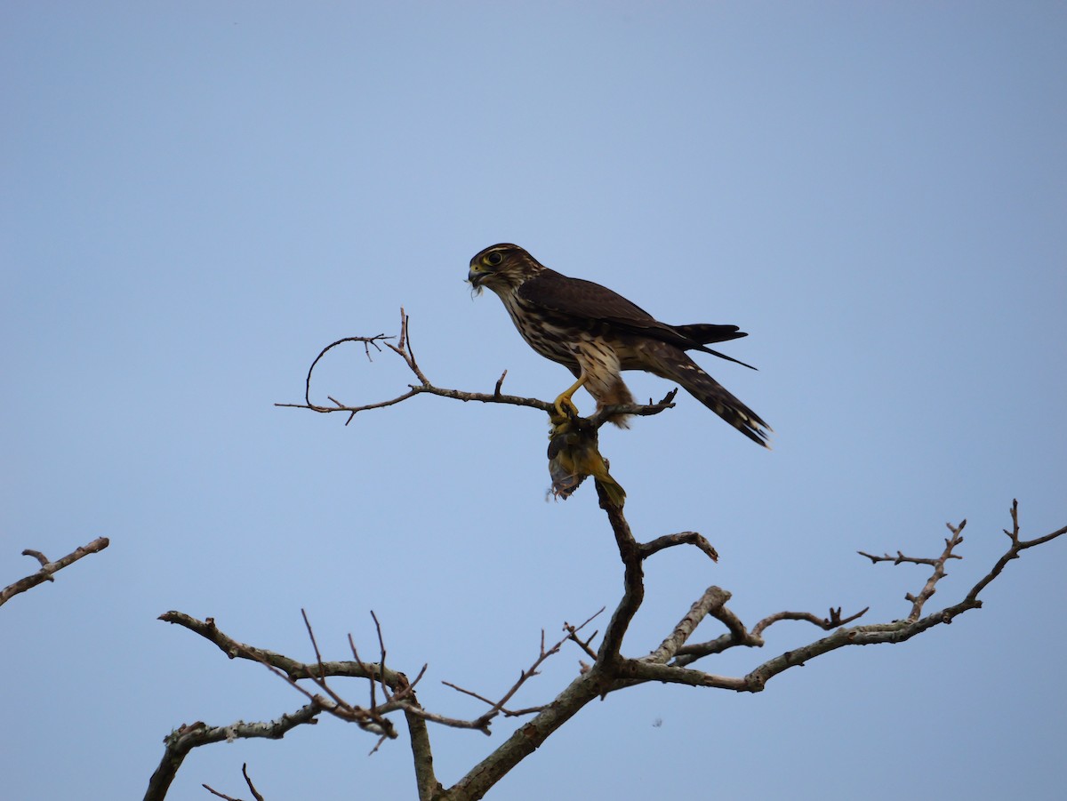 Merlin - ML642090960