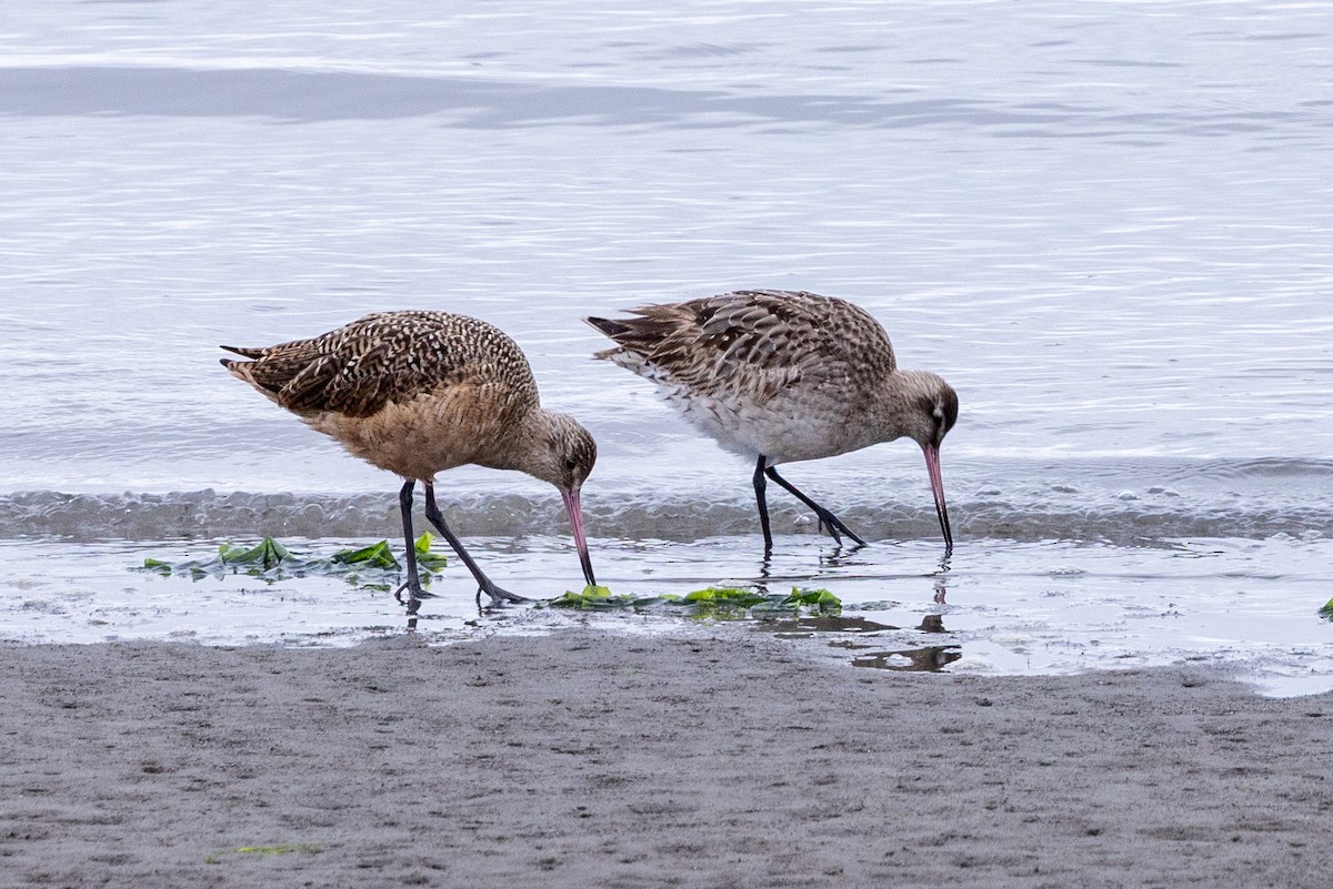 Bar-tailed Godwit (Siberian) - ML642090964