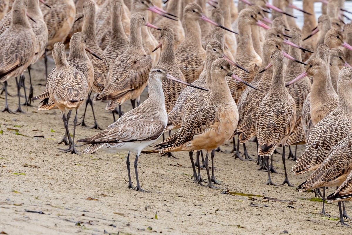 Bar-tailed Godwit (Siberian) - ML642090965