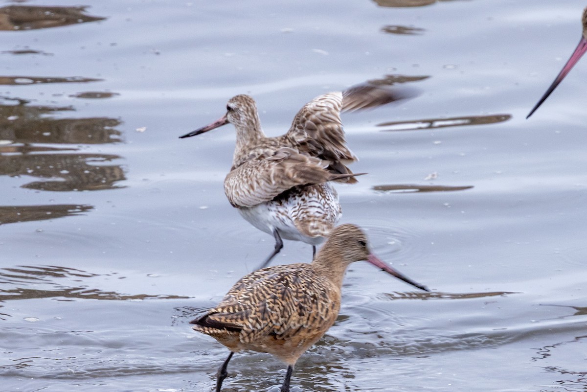 Bar-tailed Godwit (Siberian) - ML642090966