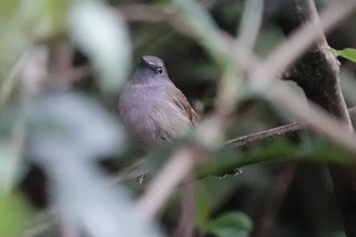 Rufous-gorgeted Flycatcher - ML642090967
