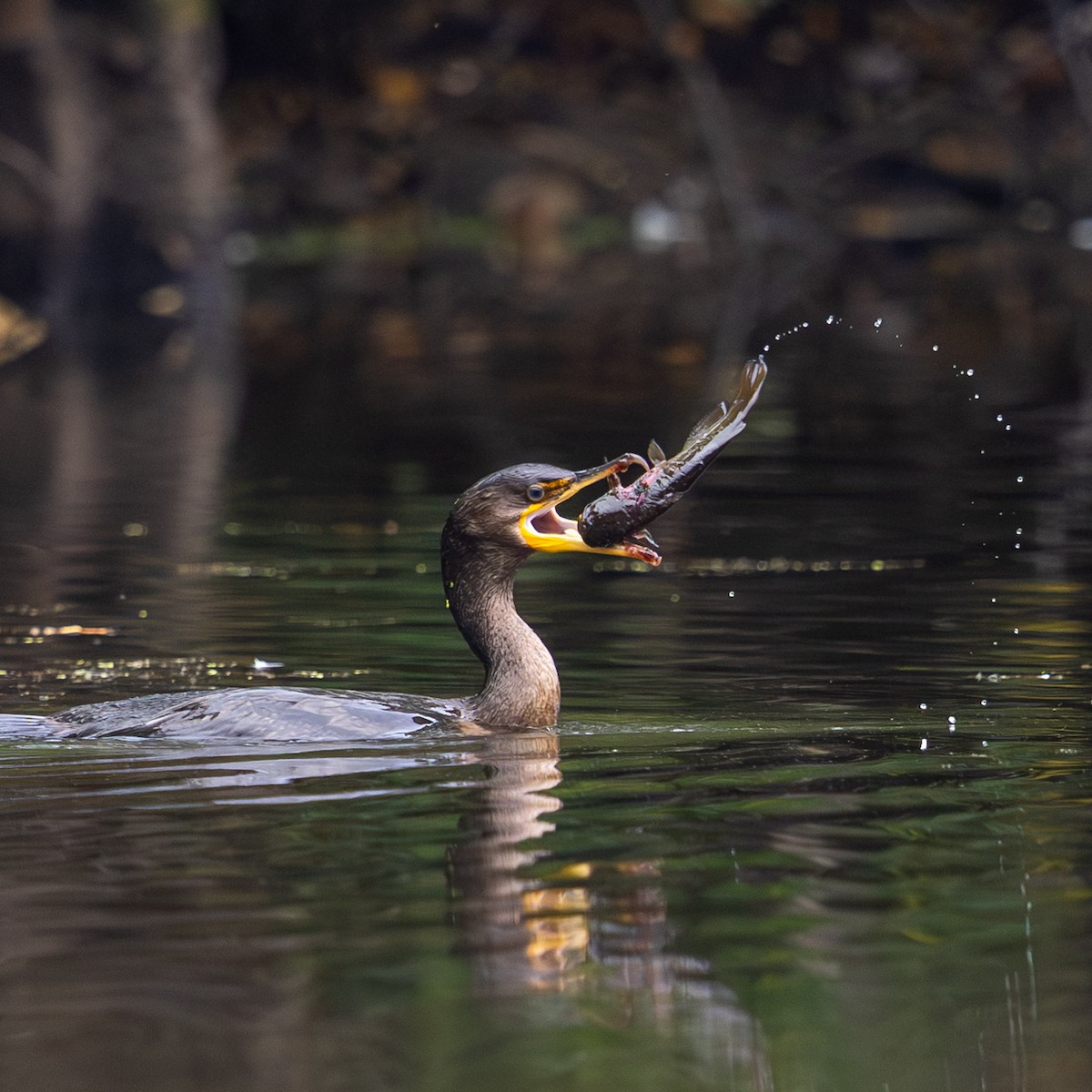 Double-crested Cormorant - ML642090969