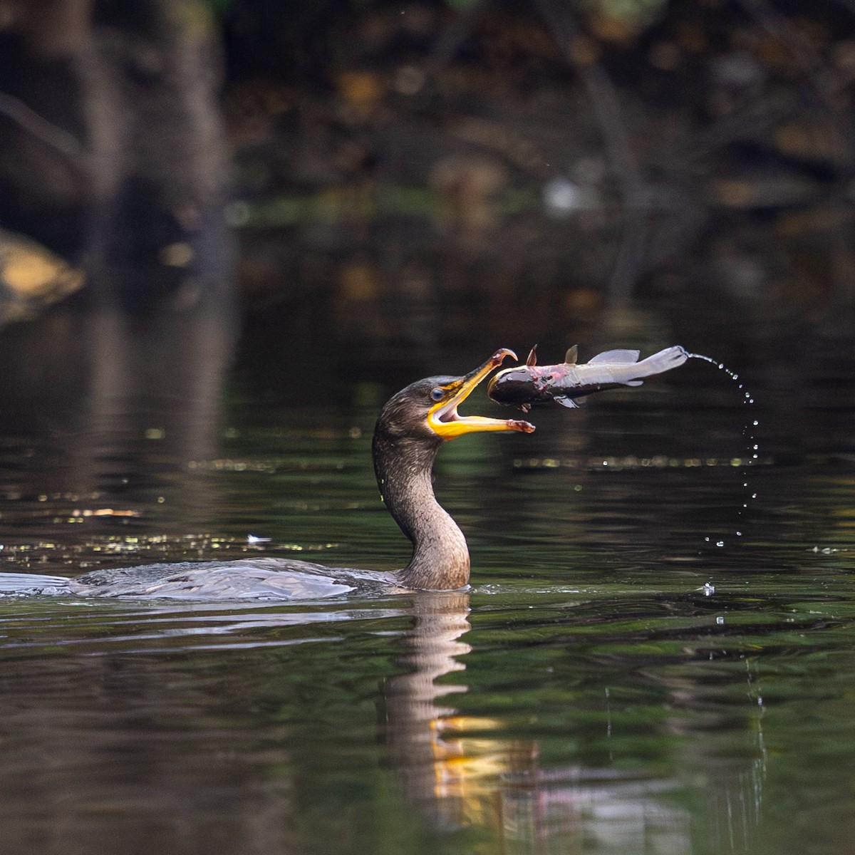 Double-crested Cormorant - ML642090970