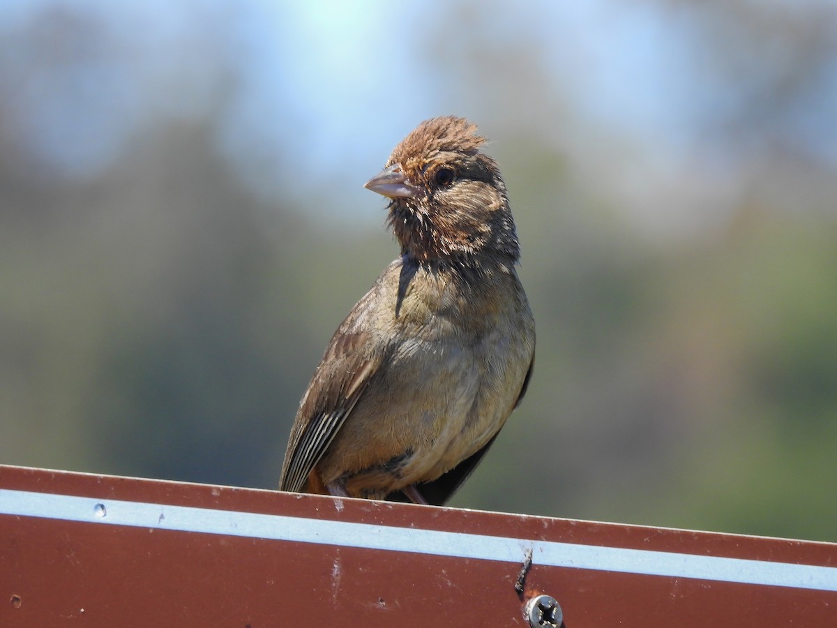 California Towhee - ML642090971
