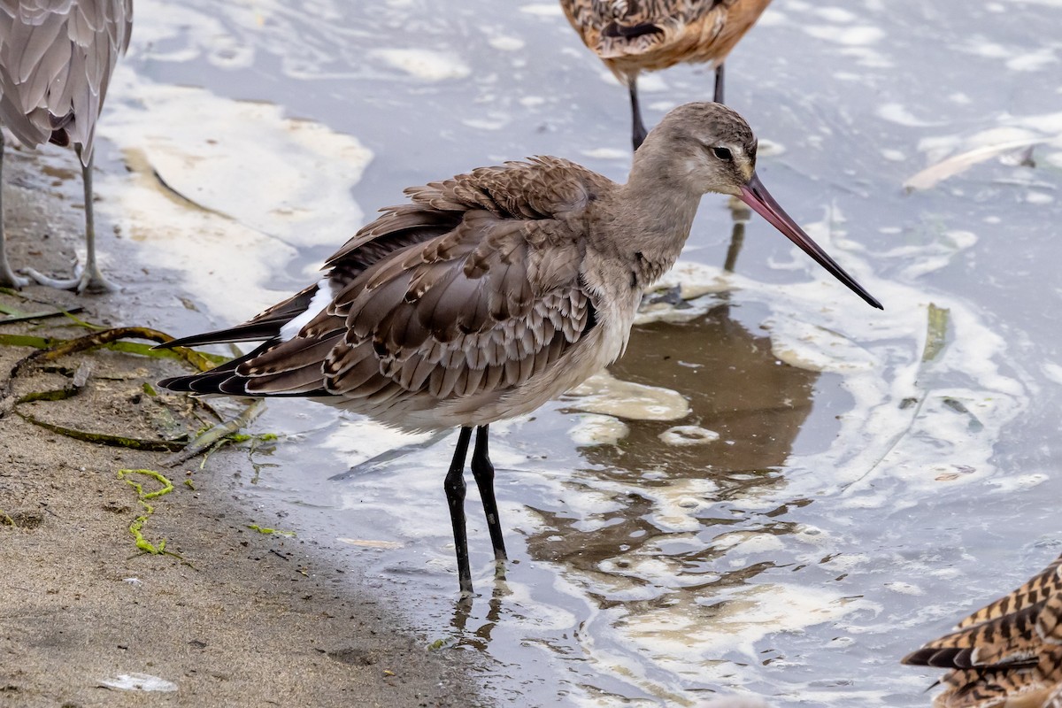 Hudsonian Godwit - ML642090977