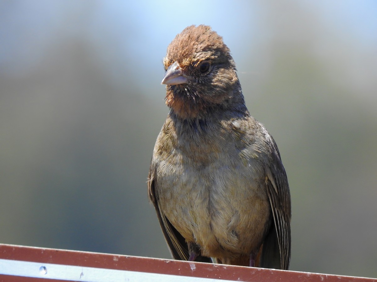 California Towhee - ML642090978