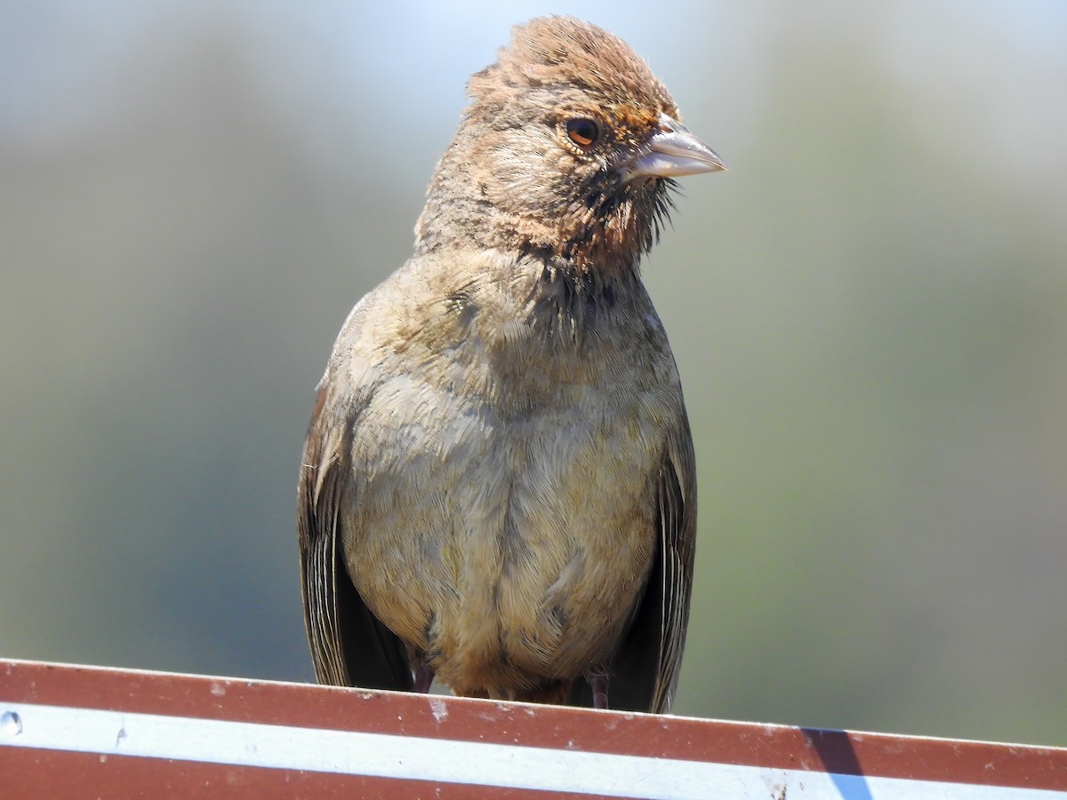 California Towhee - ML642090979