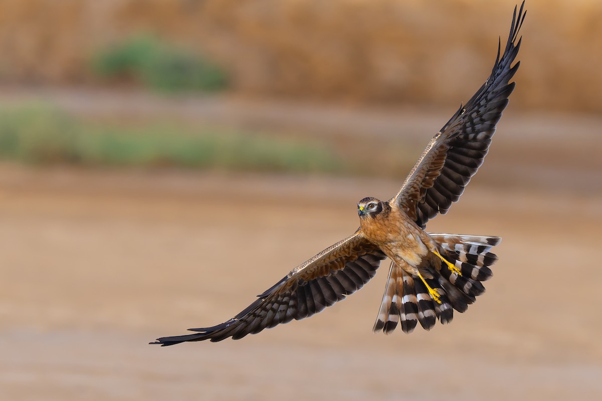 Montagu's Harrier - ML642090980