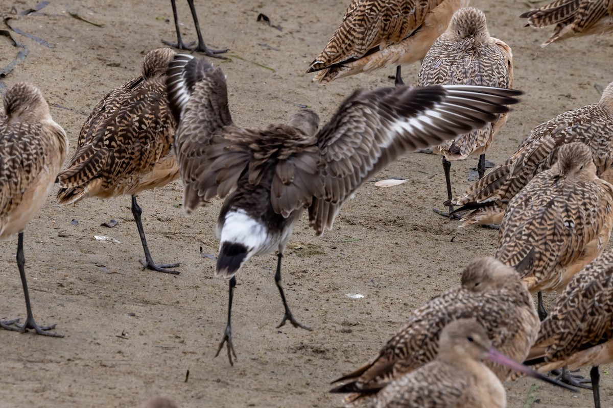 Hudsonian Godwit - ML642090981