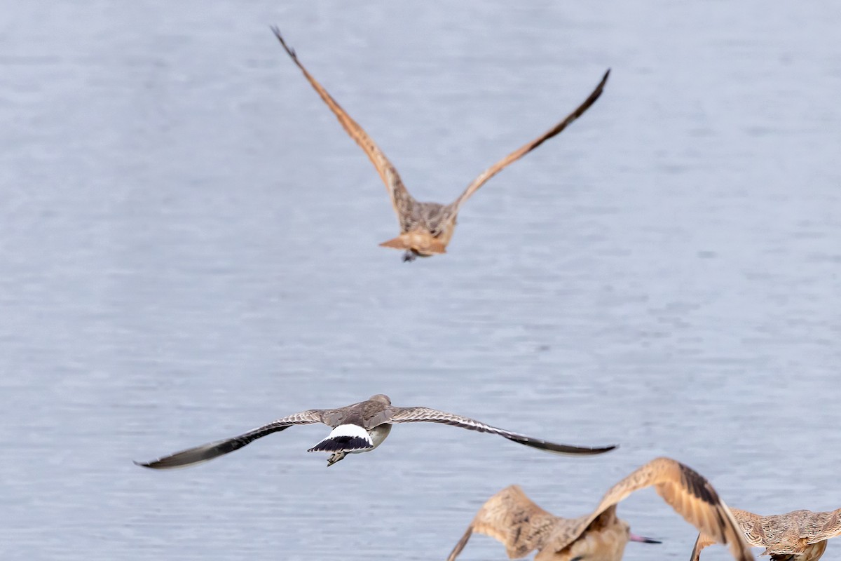 Hudsonian Godwit - ML642090988