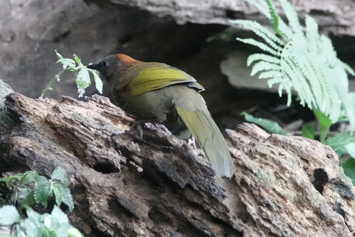 Assam Laughingthrush - ML642091004