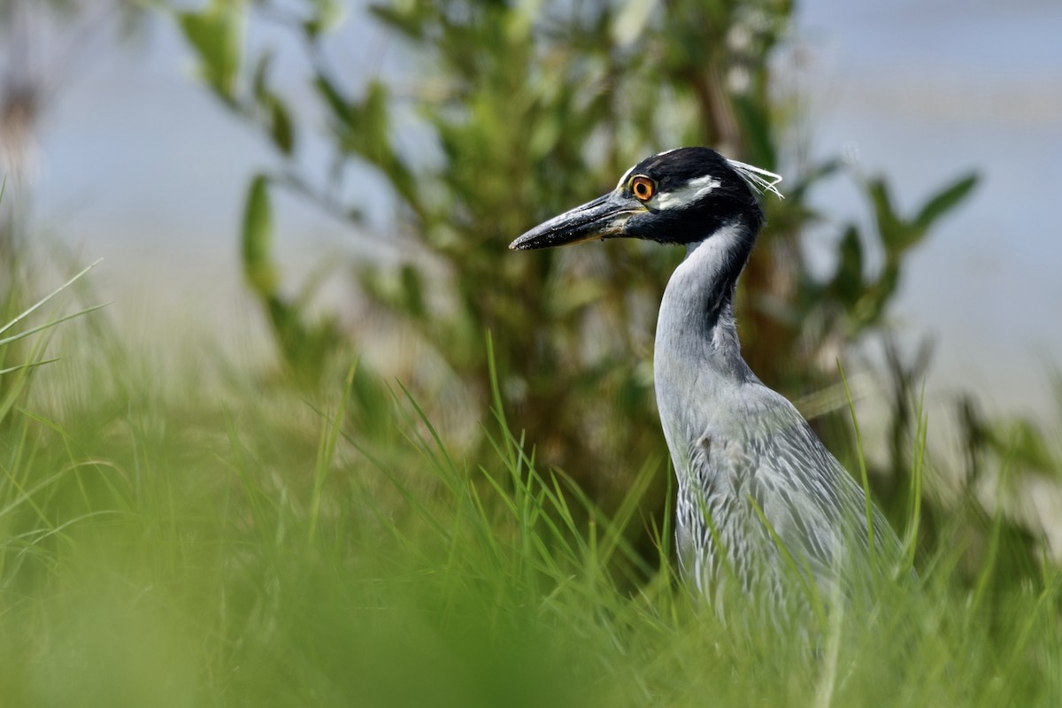 Yellow-crowned Night Heron - ML642091007