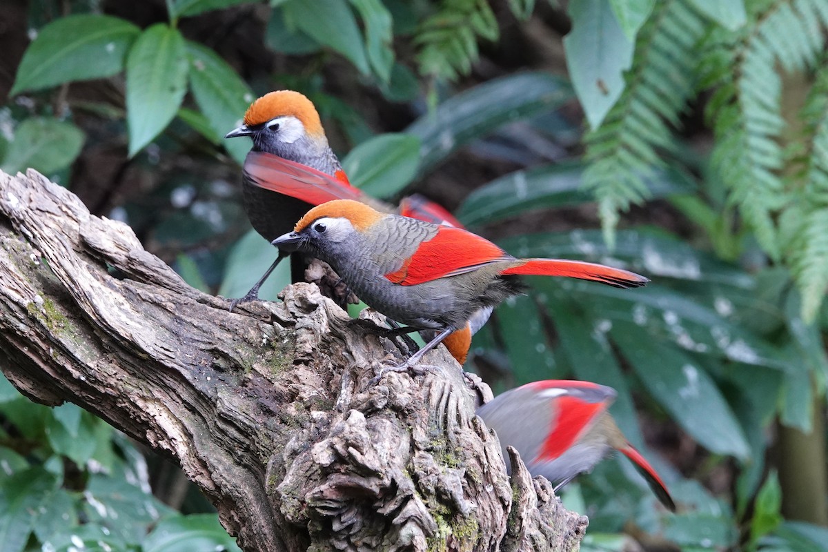 Red-tailed Laughingthrush - ML642091009