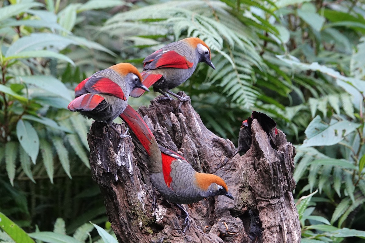 Red-tailed Laughingthrush - ML642091010