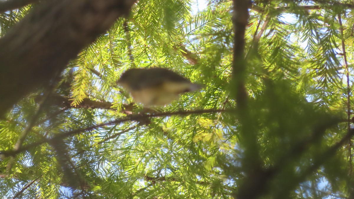 Philadelphia Vireo - ML642091013