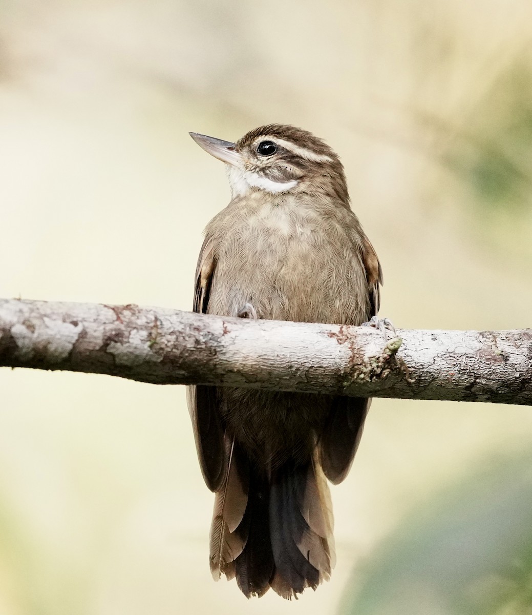Atlantic Plain-Xenops - ML642091016