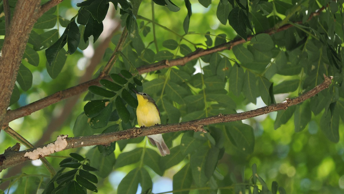 Golden-bellied Gerygone - ML642091017