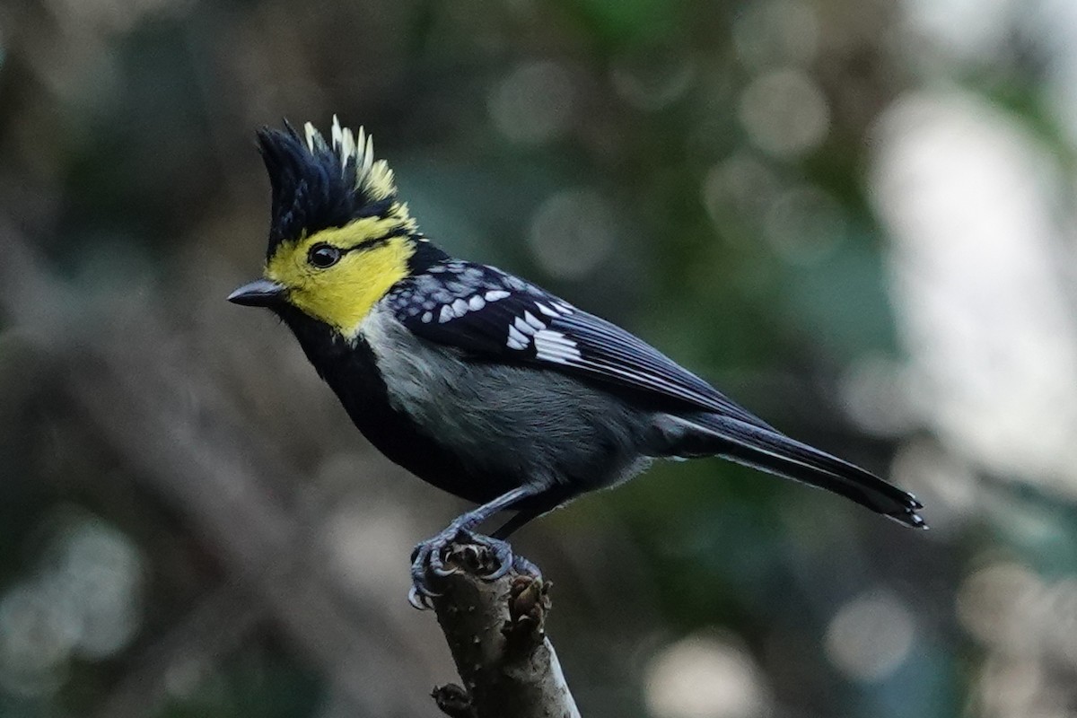 Yellow-cheeked Tit - ML642091028