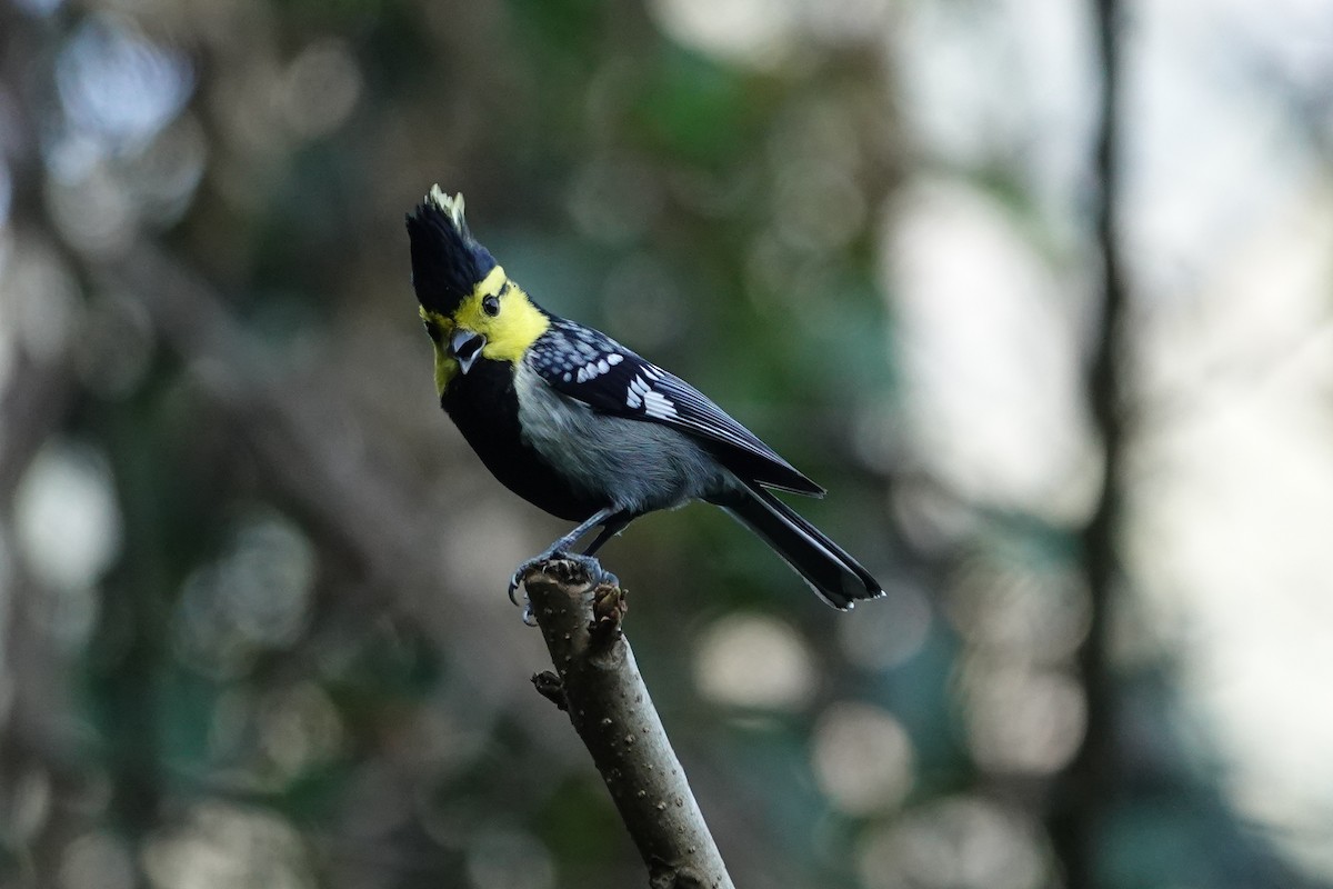 Yellow-cheeked Tit - ML642091029