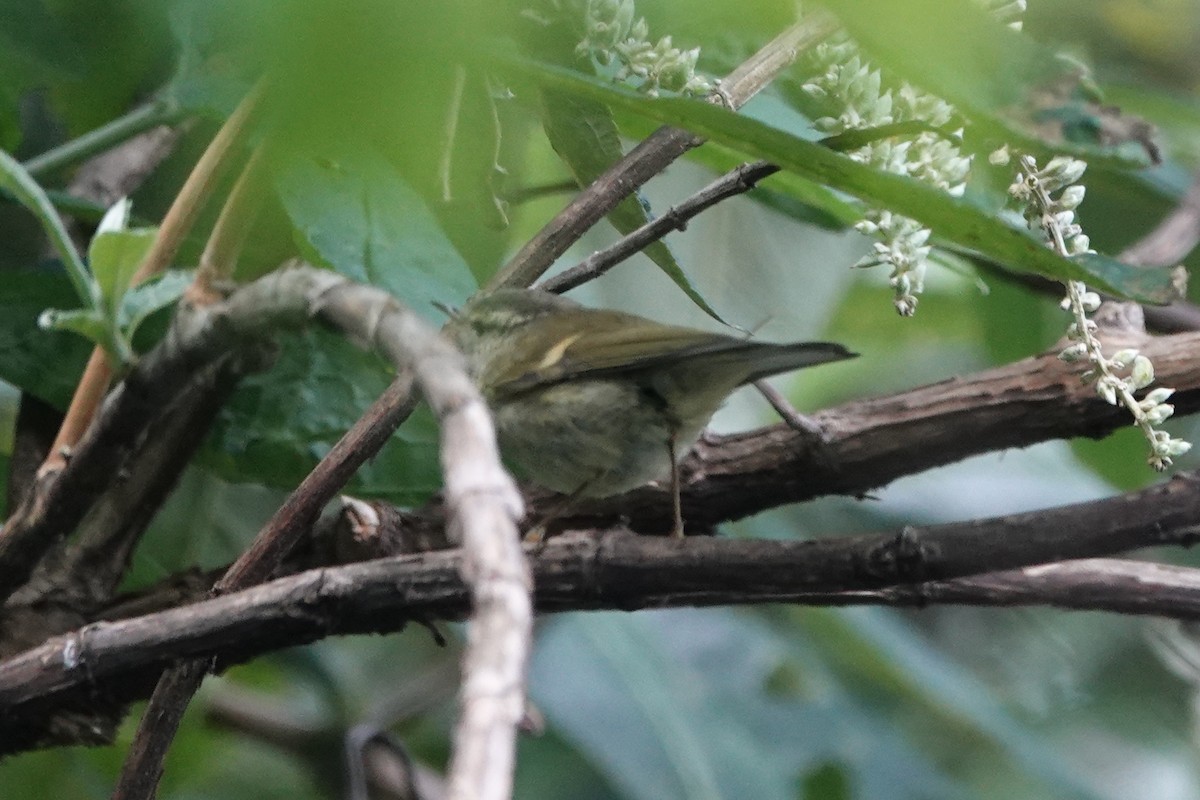 Buff-barred Warbler - ML642091038