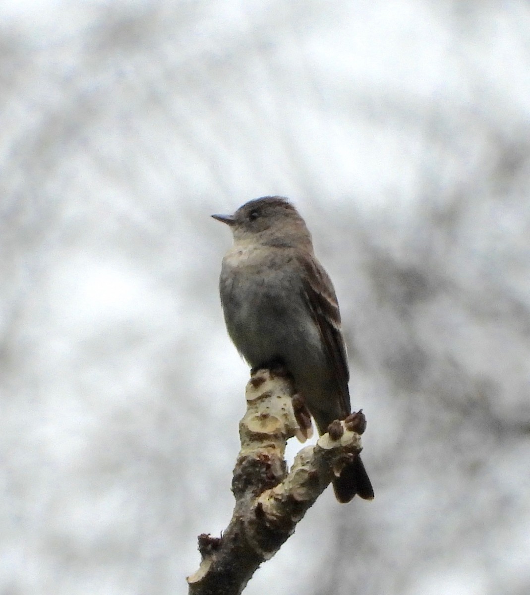 sotpivi - ML642091047