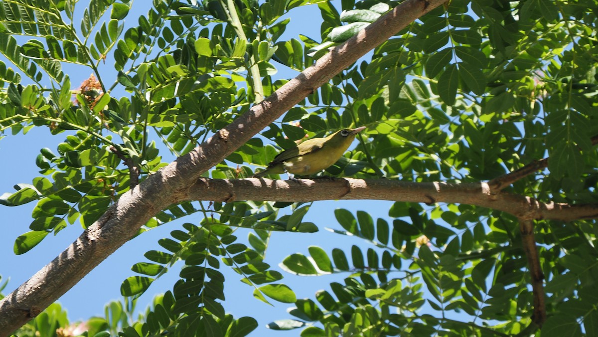 Lemon-bellied White-eye - ML642091051