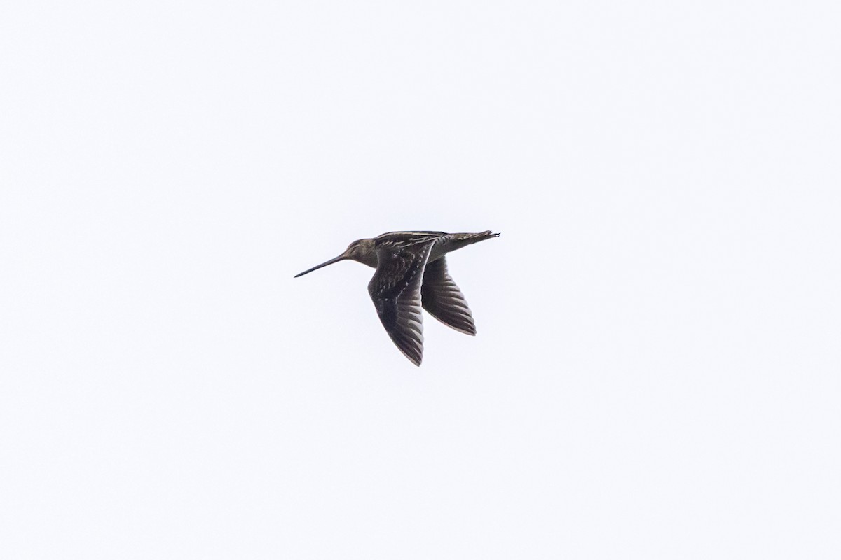 Wilson's Snipe - ML642091076