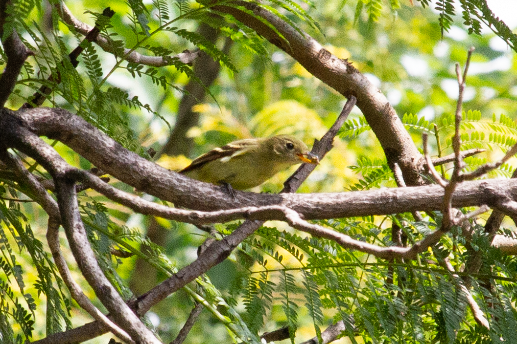 Mosquero Mínimo - ML642091084